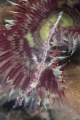 「ニシキフウライウオ(Ghost pipe fish)」のサムネイル画像