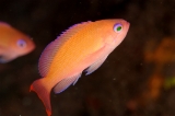 「ケラマハナダイ(Stocky Anthias)」のサムネイル画像