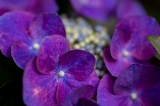 「ガクアジサイ(額紫陽花)」のサムネイル画像