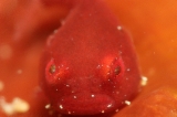 「ダンゴウオ(Lumpfish)」のサムネイル画像