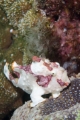 「クマドリイザリウオ(クマドリカエルアンコウ,Warty Frogfish)」のサムネイル画像