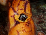 「ニシキボヤの中に寄生するウミシダ」のサムネイル画像