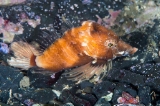 「クチバシカジカ(Grunt Sculpin)」のサムネイル画像