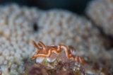「キャラメルウミウシ」のサムネイル画像