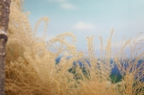 「ススキの原」のサムネイル画像