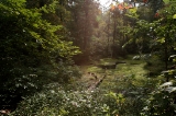 「ジブリの森」のサムネイル画像