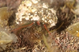 「ヤドカリの仲間」のサムネイル画像