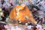 「クチバシカジカ(Grunt Sculpin)」のサムネイル画像