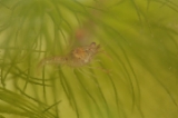 「アメリカザリガニ 」のサムネイル画像