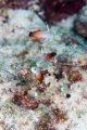 「ハタタテハゼ(Red fire Goby)」のサムネイル画像