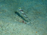 「ヒレナガネジリンボウ」のサムネイル画像