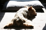 「モップ犬」のサムネイル画像