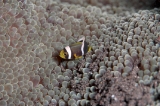 「クマノミ(Anemonefish)」のサムネイル画像
