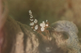 「イソギンチャクモエビ」のサムネイル画像