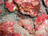 「オトヒメエビ(Banded boxer shrimp)」のサムネイル画像