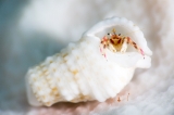 「カザリサンゴヤドカリ」のサムネイル画像