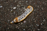 「シロウミウシ」のサムネイル画像