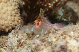 「サラサゴンベ(Coral Hawkfish)」のサムネイル画像