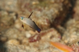 「アケボノハゼ(Purple fire Goby)」のサムネイル画像