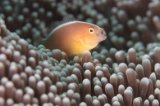 「セジロクマノミ(Eastern Anemonefish)」のサムネイル画像
