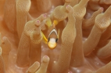 「クマノミ(Anemonefish)」のサムネイル画像
