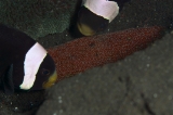 「クマノミ(Anemonefish)」のサムネイル画像