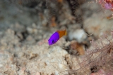 「bicoloured dottyback(Royal Dottyback,Two-tone Dottyback,バイカラードティーバック)」のサムネイル画像