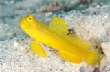 「ギンガハゼ(Banded shrimp goby)」のサムネイル画像