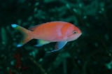 「ルソンハナダイ(Luzon anthias)」のサムネイル画像