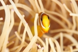 「クマノミ(Anemonefish)」のサムネイル画像