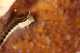 「ヒトスジギンポ」のサムネイル画像