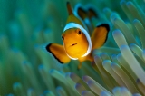 「カクレクマノミ(Western Clown Anemonefish)」のサムネイル画像