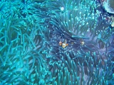 「カクレクマノミ(Western Clown Anemonefish)」のサムネイル画像