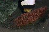 「クマノミ(Anemonefish)」のサムネイル画像