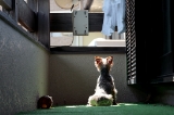 「ヨークシャー・テリア(Yorkshire Terrier)」のサムネイル画像