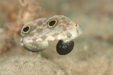 「カニハゼ」のサムネイル画像
