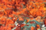 「タテジマヘビギンポ(Tropical striped triplefin)」のサムネイル画像
