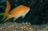 「ルソンハナダイ(Luzon anthias)」のサムネイル画像