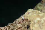 「ミナミギンポ(Tube-worm Blenny)」のサムネイル画像