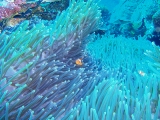 「カクレクマノミ(Western Clown Anemonefish)」のサムネイル画像