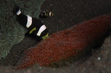 「クマノミ(Anemonefish)」のサムネイル画像