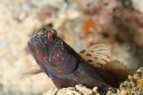 「metallic shrimp-goby(メタリックシュリンプゴビー)」のサムネイル画像