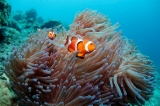 「カクレクマノミ(Western Clown Anemonefish)」のサムネイル画像