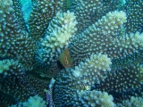 「メガネゴンベ(ring-eyed hawkfish)」のサムネイル画像