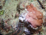 「オオイカリナマコ(Synaptid sea cucumbers)」のサムネイル画像
