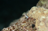 「ミナミギンポ(Tube-worm Blenny)」のサムネイル画像