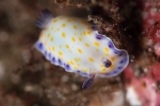 「コモンウミウシ」のサムネイル画像