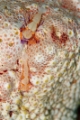 「ウミウシカクレエビ(Imperial partner shrimp)」のサムネイル画像