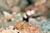 「ヤマブキハゼ(Orange-spotted shrimp Goby)」のサムネイル画像