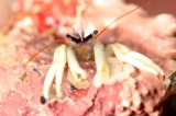 「ウスイロサンゴヤドカリ」のサムネイル画像